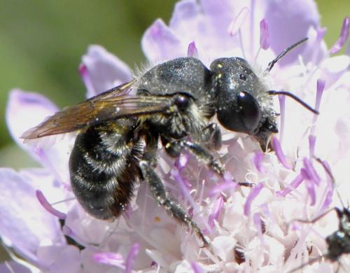Osmia latreillei